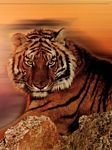 pic for Tiger Sunset